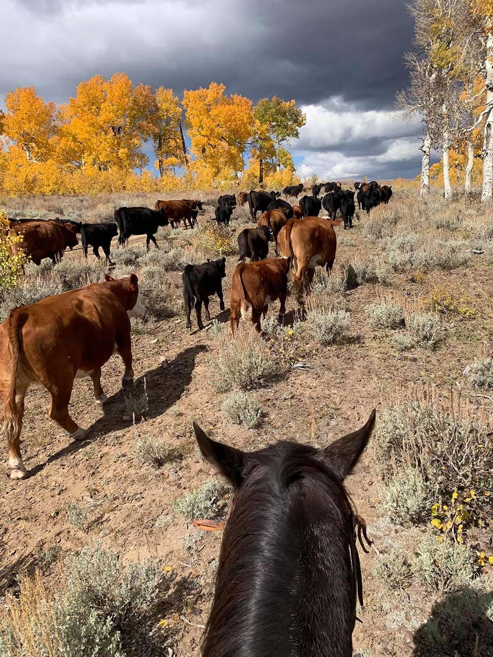 Tavaputs Ranch